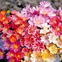 [다육식물]레위시아