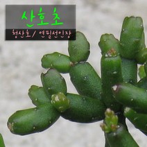 산호초 (청산호/ 연필선인장/유포르비아) 지름 9cm 소품다육화분, 1개