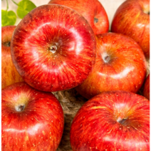 경북사과 햇사과 홍로 사과 꼬마과 소과 중과 중대과 꿀 가정용(못난이 흠집) 10kg, 중대과 (28-34과) 10kg, 1개