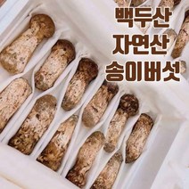 [산지출고] 2023 신상품 최고급 특등급 자연산 송이버섯 추석 명절 고급 효도 선물세트, 1박스, 1품 500g