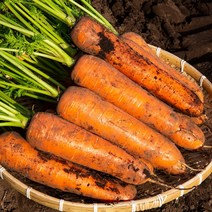 야채삼촌 당근 햇당근 제주 경남 강원 3kg 5kg 10kg 흙당근, 5kg(상), 1개