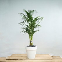 플라워바인 아레카야자 화이트폴리스톤화분 거실 공기정화 인테리어식물, 추가+3천원, 바퀴형+8천원