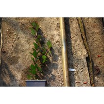 호랑가시나무 [1포트] 헤켄블라우 (복남이네 야생화 모종)