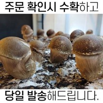 [주문 당일 수확해서 당일 발송] 국내산 참송이버섯, 500g