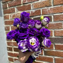 [꽃 마실] 리시안셔스 한다발 생화 5가지 색상 경매한단 (18~20송이), 퍼플