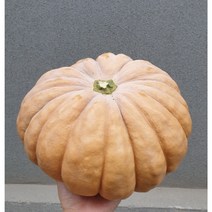 [23년] 국내산 햇 늙은호박 맷돌호박, 생늙은호박-2kg