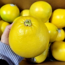 메로골드 27과 10입 (특대과590g내외)