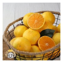 블루제주 서귀포 황금향 2kg (중과 9-12과 벌크 실중량)