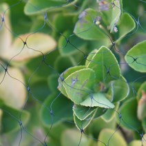 egi휀스 중고 해태망 돼지천 실족 방지망 방화폼 패드 이미지 보양 텅스텐검은 정원 식물 울타리 그물 안티