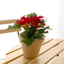 다우에프앤지 이태리 토분 바소, 아레나(살구), 3p