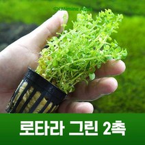 초보 수초 키우기 하이그로필라 그린테라 3뿌리, 2개