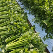 유기농샐러리 1kg 국산 샐러리 무농약 산지직송