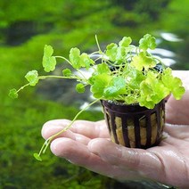 [미미네아쿠아]노치도메 1포트 - (포트수초 전경수초 예쁜수초)[바보사랑], 단일속성