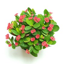 꽃들이네 실내공기정화식물 수경재배 아레카야자 금전수 틸란드시아 유칼립투스 몬스테라 떡갈고무나무 여인초 극락조 율마 화초 스킨답서스 올리브나무 뱅갈고무나무 남천나무 해피트리 거실화분 파키라 커피나무 수경재배식물 수경식물 공기정화식물 미세먼지정화식물 로즈마리 허브, 1개, 1-03 꽃기린/적색