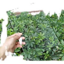 렉산 폴리카보네이트 지붕 마감재 보드 투명 창문, 1.4mm 두께 2.1m 너비, 1개