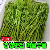 [국산] 국내산 여름두릅 1kg 제철나물 산지직송 여름철별미 가시없는두릅 사포닌 여름두룹 두릅1kg 두릎, 1개