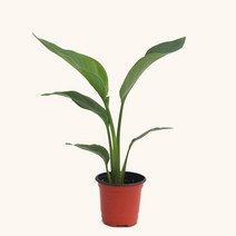 마이플랜트 [마이플랜트]여인초 공기정화식물 소형 식물키우기 모종, 선택완료, 여인초