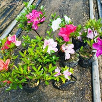 왜철쭉 소형 x 10포트 봄꽃