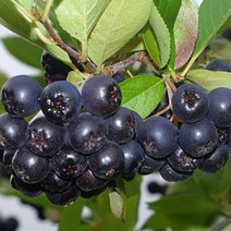 국산 햇아로니아 5kg 아로니아생과 생아로니아, 1
