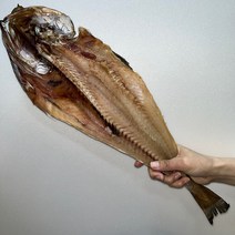 [코다리판매] 해다운 배가른 반건조 꼬들 식감 코다리 왕특대 47~53cm 제일 큰 사이즈, 8마리
