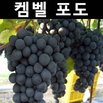 포도/켐벨 삽목1년 뿌리 특묘 나무 묘목 5개/유실수/과수