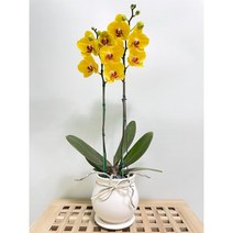 퀵 배송 교대승진난 성남꽃배달 문정승진화분 양재난배달 수서꽃배달 강남축하화분 구의축하화분 강동축하화분 개업축 사무실오픈축하난 서울승진화분 서초승진난 문정난배달 영전 개업 승진, 3.노랑