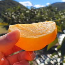 태추단감 대추단감 배단감 10월4일 첫 출하, 5kg 대 사이즈, 1개