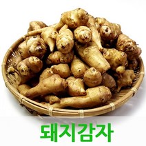 돼지감자5kg 햇돼지감자 생돼지감자 웰빙푸드, 돼지감자10kg