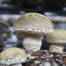 dbfresh 송이표고버섯 1kg 송화고버섯 당일수확 농장직송, 1개, 05.송이표고 [알뜰형] 1kg