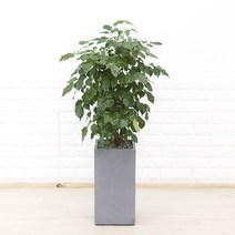 화수분 중 대형 녹보수 개업축하화분 카페식물 집들이식물 신혼집화분, 5.그레이 사각 시멘트화분, 1개