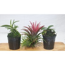 [골든플랜트] 이오난사+대엽+소엽풍란3종세트 틸란드시아 먼지먹는식물 석부작 착생랑 공기정화식물