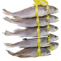 조은상사 굴비10마리 1kg 1.2kg 1.3kg 침조기 긴가이석태 침조기굴비 굴비, 10마리, 침굴비1.3kg