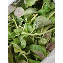 울릉도 부지깽이 1kg 국내산 산지수확 산지직송 생부지깽이 부지갱이 나물무침 참취 취나물 울릉도나물 건나물 생취나물 울릉도취나물, 1box