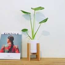 앙플랜트 우드스탠드 소품 공기정화식물 set, 몬스테라소품/우드스탠드&화분set