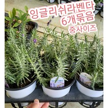 잉글리쉬라벤다-중-6개묶음/영국에서 가장 많이 식재되는 잉글리쉬 라벤더(English Lavender)
