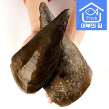 캠핑 조개구이 국산 관자 오천 키조개 1마리, 키조개 대 1마리