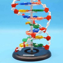 DNA 모형 이중나선 과학 교구 생물 분자 입체 구조