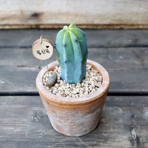 용신목-빈티지토분, 쿠팡 블루스토어 중, 중