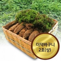 야생더덕 고씨네농장 더덕바구니2호상 산더덕 더덕구이 겨울더덕 더덕 더덕주 더덕무침 도라지 생더덕, 바구니2호(2kg)