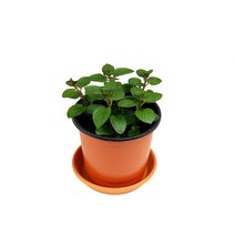 미스터허브 실내공기정화식물 허브 공기청정 미세먼지 제거 인테리어 화분, 5000개, 09_초코민트