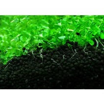 어항 소일 흙 비파물고기 야마토새우 씨앗수초 블랙, 검은 수초 진흙 0.5kg 잔디 씨앗