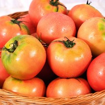 [자색토마토] 영양만점 토마토 3kg / 5kg / 10kg, 토마토10kg:중과 2번과
