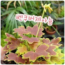 벤쿠버제라늄-20개박스/꽃말은 그대가 있어 행복합니다