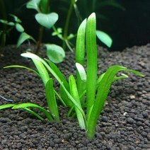 수초 사지타리아 30촉