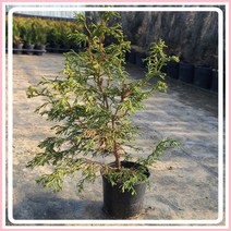 계관운용삼나무 120L (포트2개) 인테리어 정원용 관상용