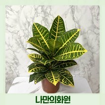 옐로 크로톤 옐로크라톤, 1개