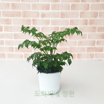 도희씨네 정원>> 행복나무 해피트리 085″ class=”wr-img”></a></div></p></div></p></div></p></div><div class=