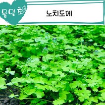 [물멍초] 넝쿨처럼 자라는 크로버를 닮은 수초 노치도메 10촉
