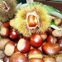 23햇밤 밤 왕밤 토종밤 지리산 밤 특왕밤7kg 토종밤5kg kbs인간극장출연 지리산농부 생산특가 도매가격판매 파격할인 농부 직판, 1, 대2kg