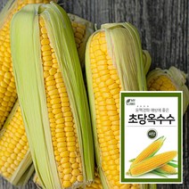 마이플랜트 노랑 초당옥수수 씨앗 100립, 1개